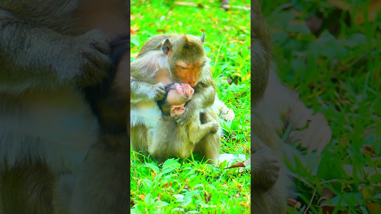 mommy spring rejecting baby monkey Sapphire #viral  #animals #animallife #shorts