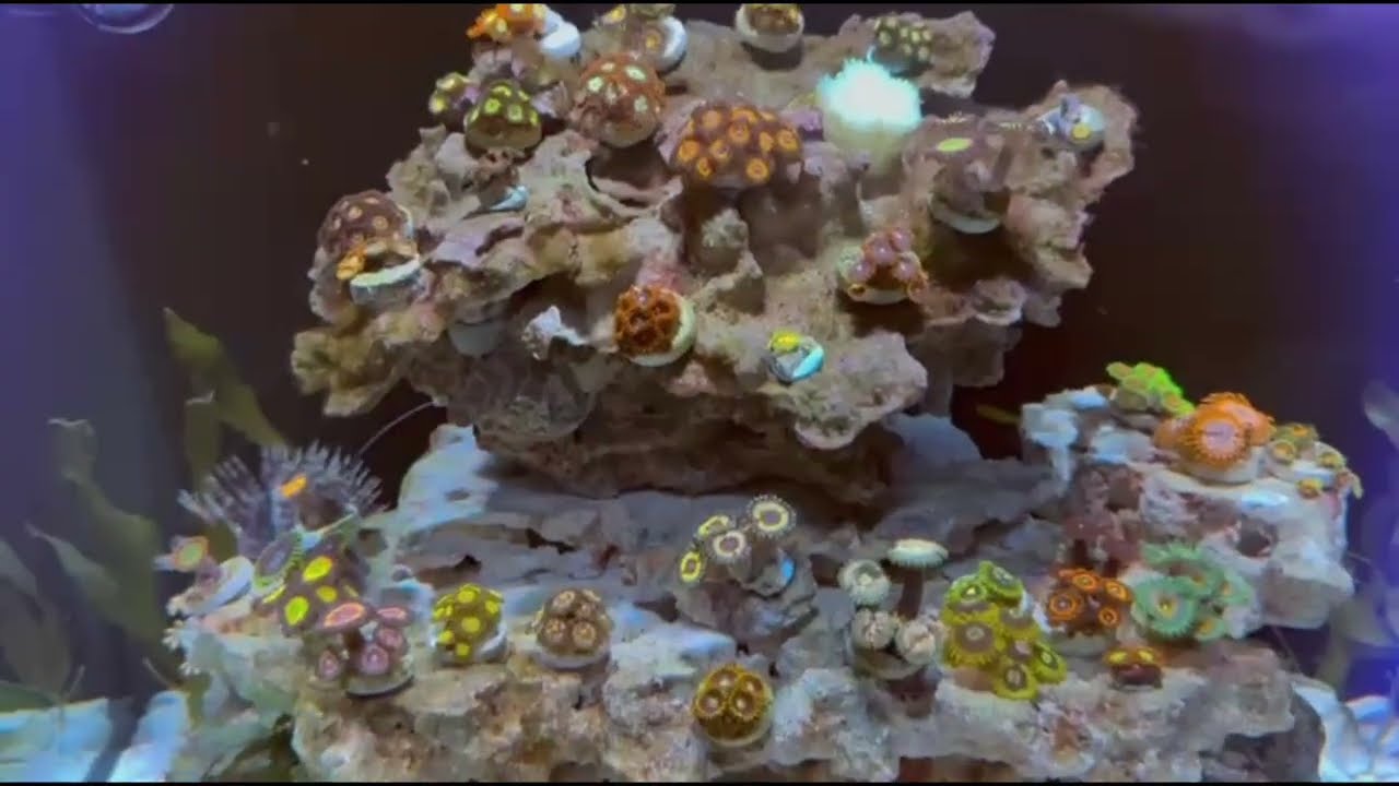 Acuario marino 125 litros 😍😍