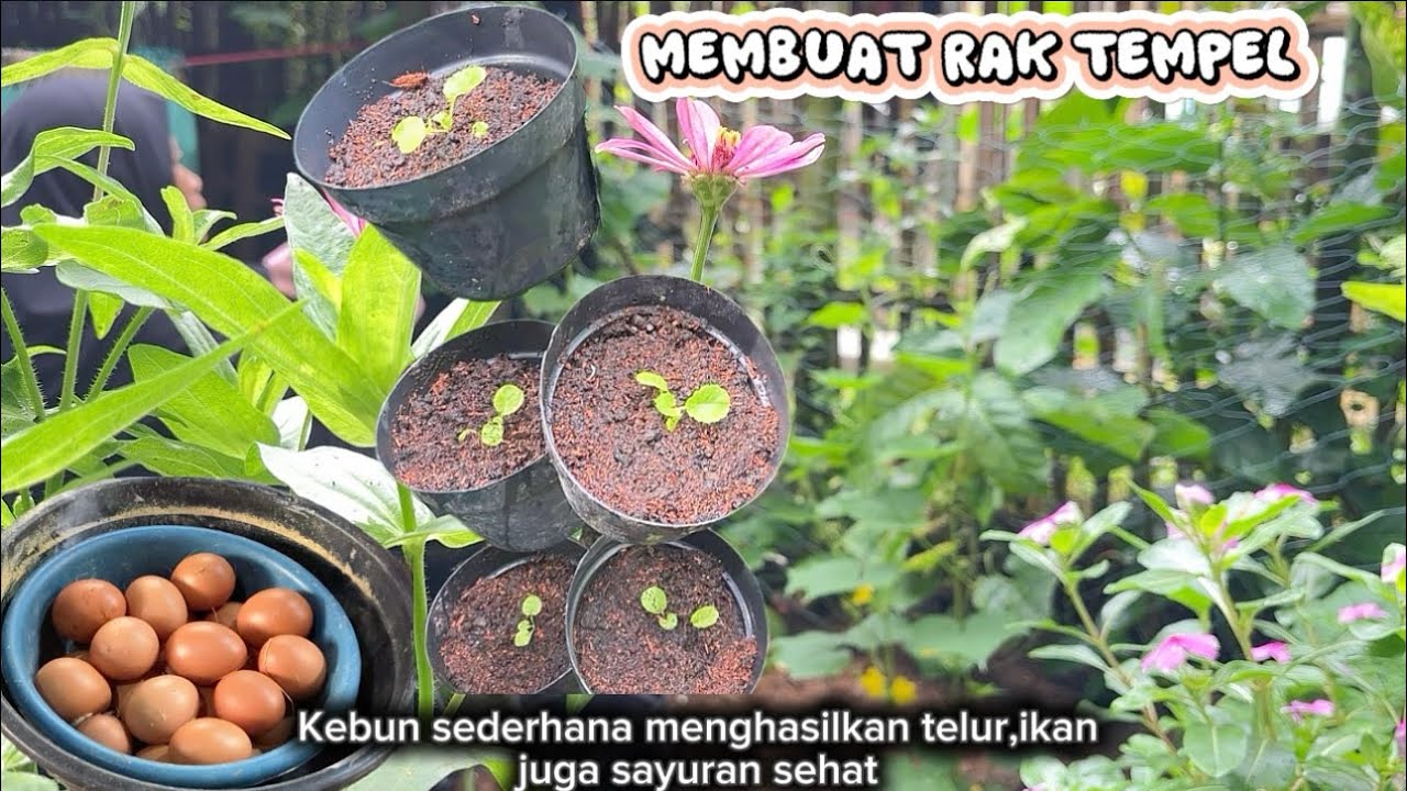 Membuat rak tempel /aktivitas berkebun di lahan sempit #backyardgarden 
