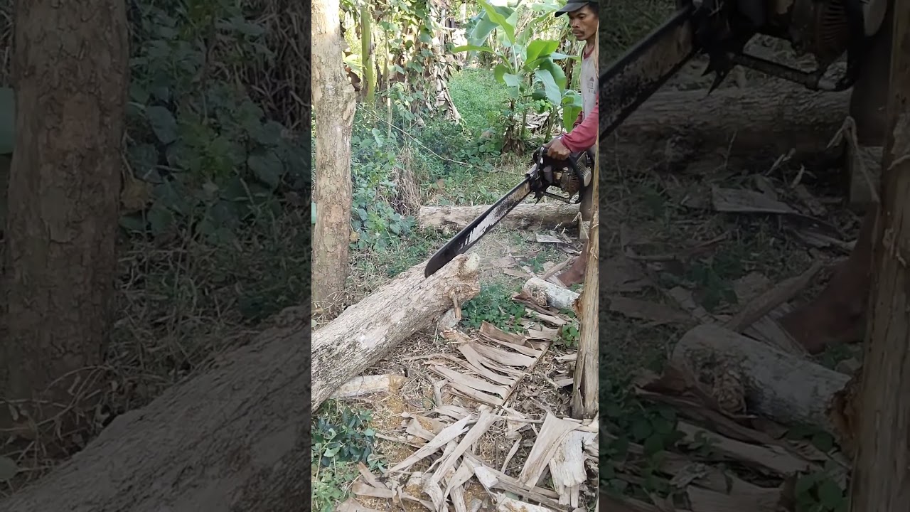 Suara Gergaji