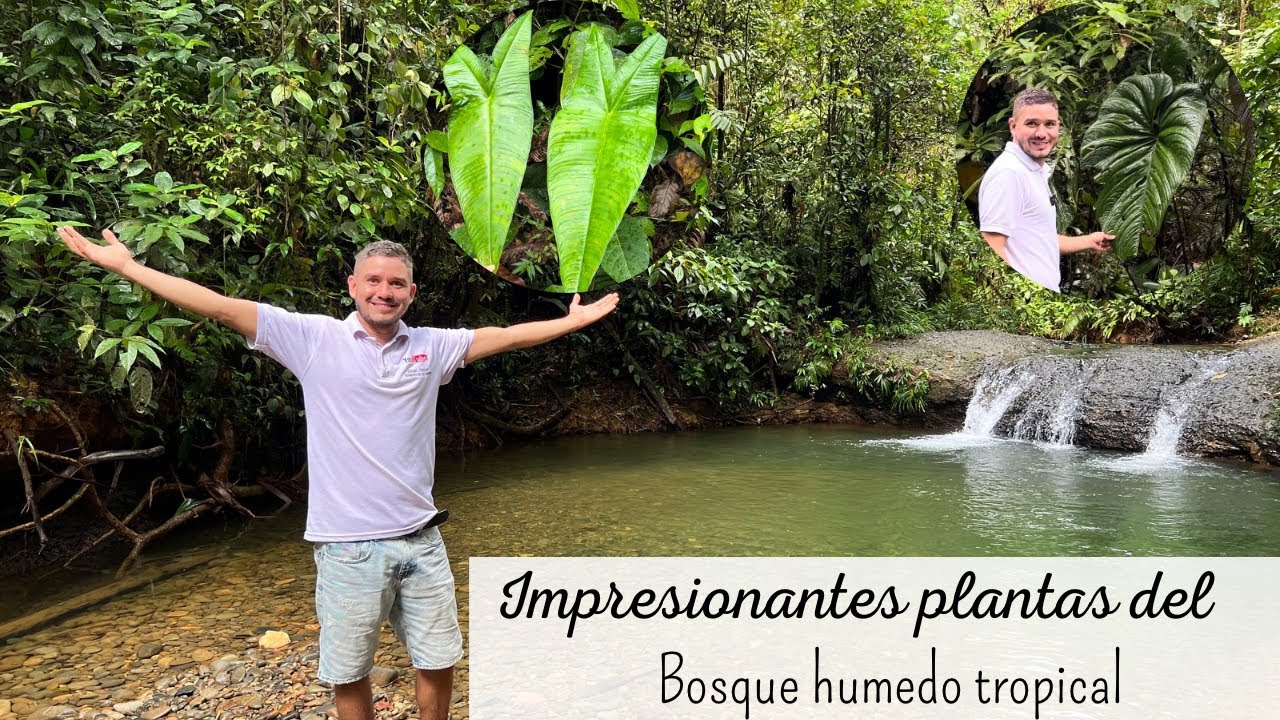 PLANTAS MÁGICAS de increíble bosque Colombiano | Reserva Natural San Cipriano