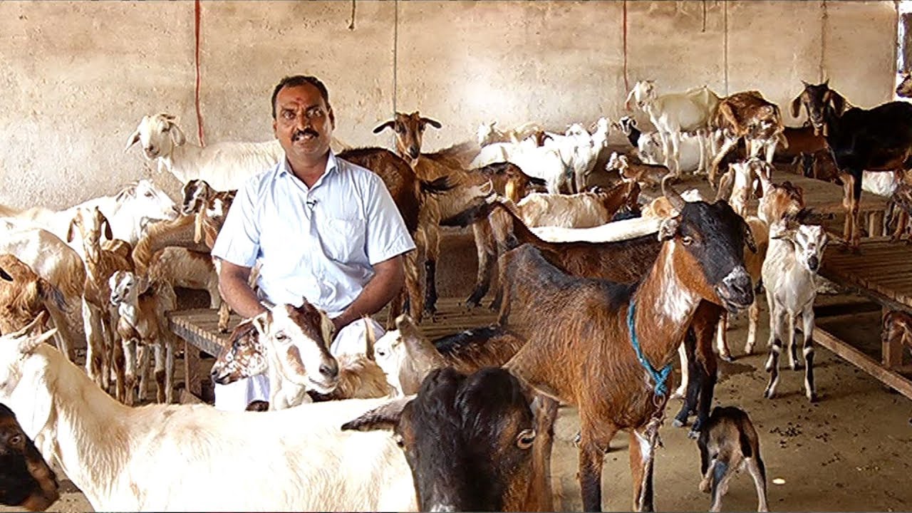பயிர்களை விட கால்நடை வளர்ப்பில் அதிக லாபம் கிடைக்கும்...| மலரும் பூமி 28/11/19