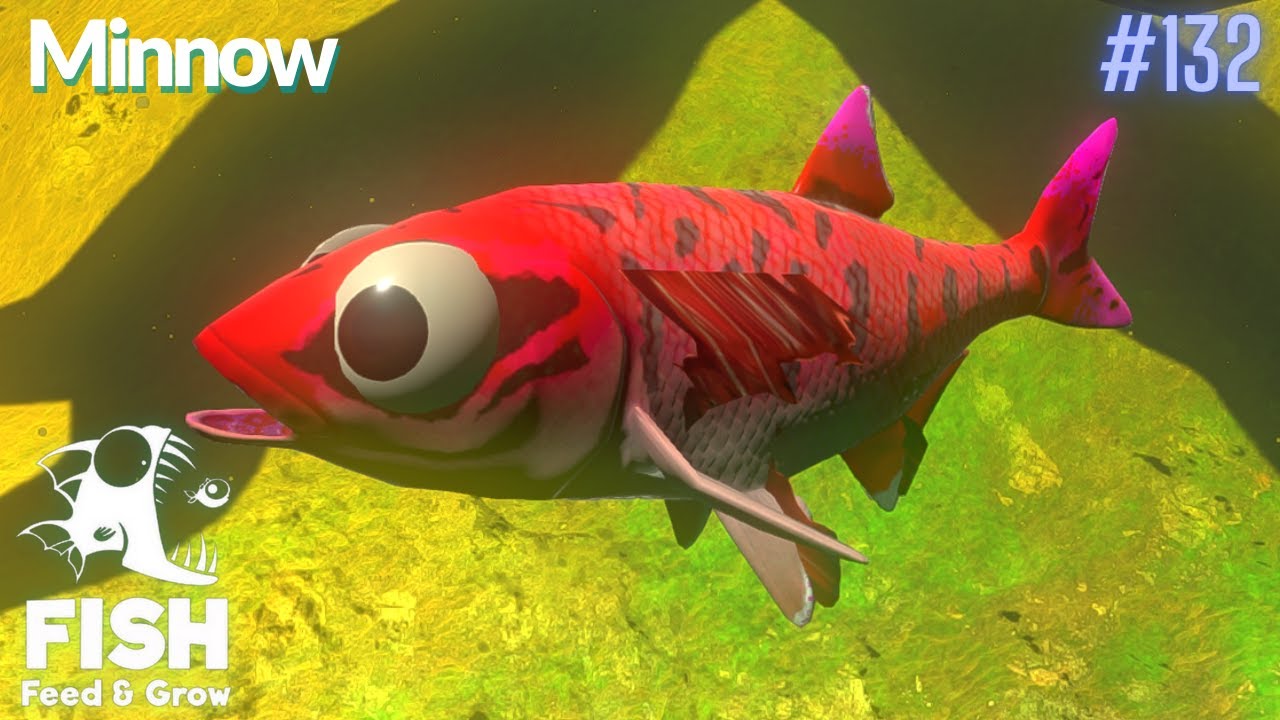 Feed And Grow Fish : Minnow