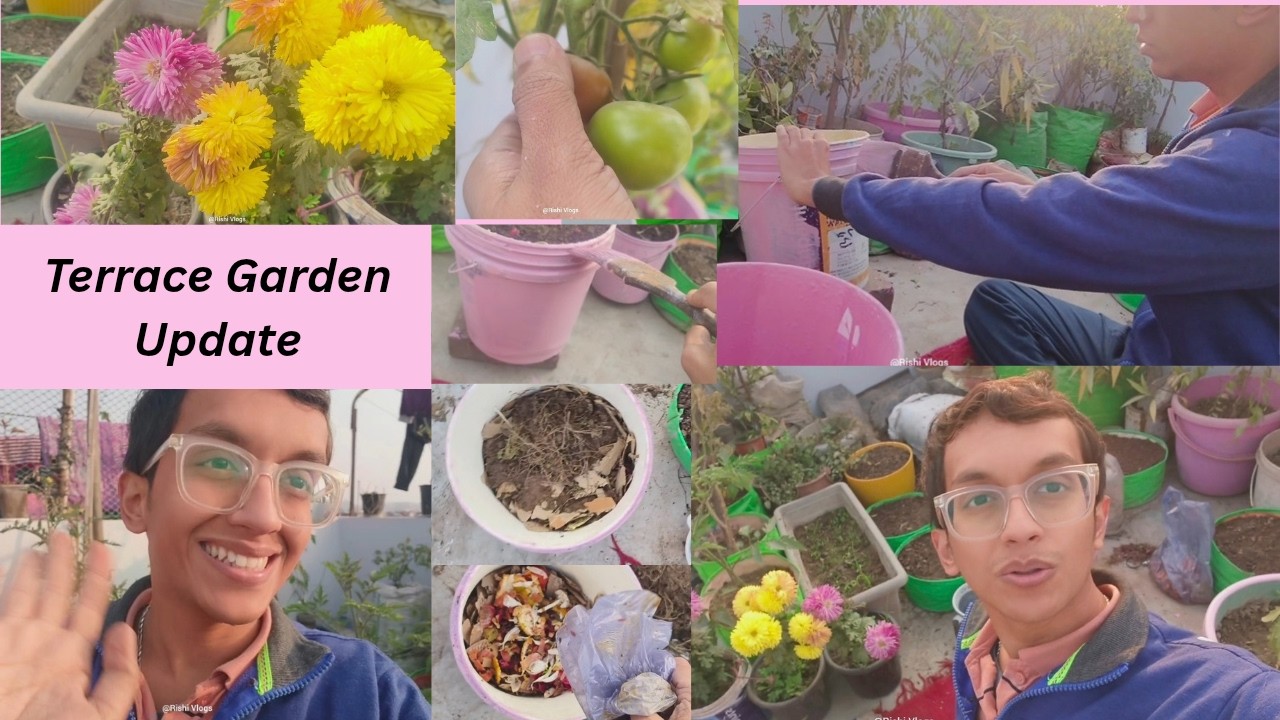 Gardening Update Vlog of My Terrace Garden! Tomato Harvest 🌱 @Rishi_vlogs-693