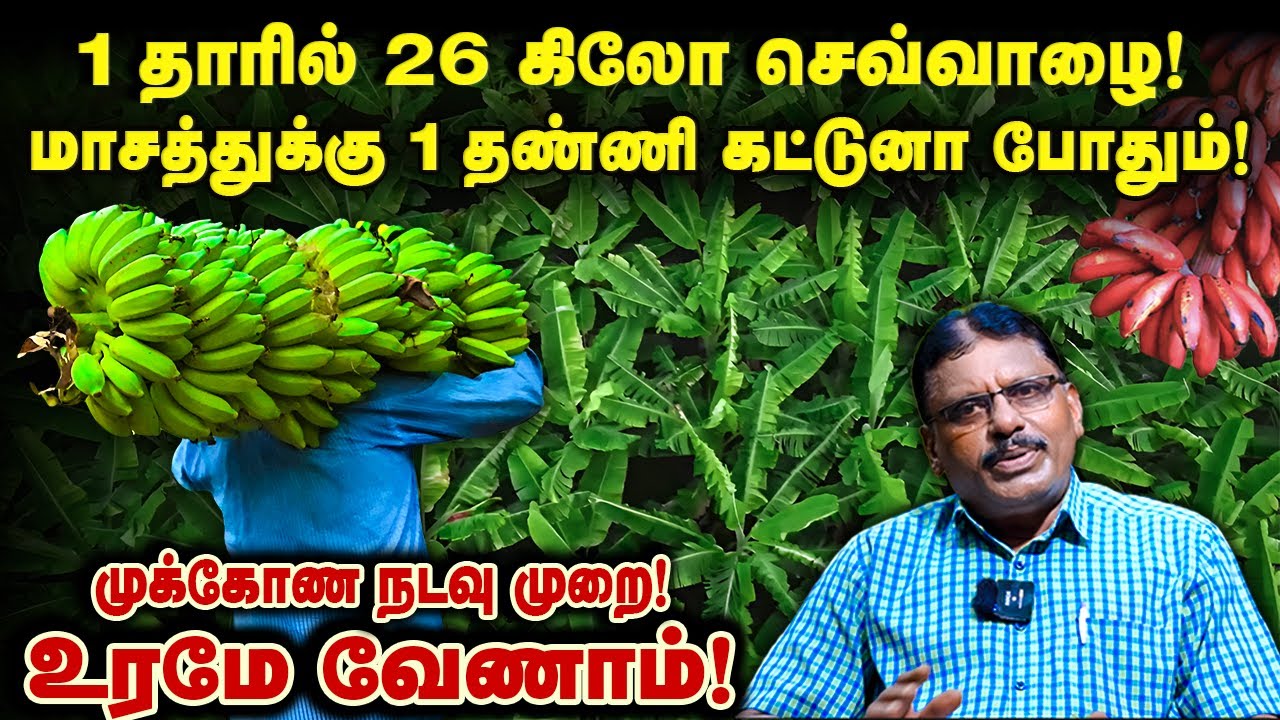 1 தாரில் 26 கிலோ செவ்வாழை! மாசத்துக்கு 1 தண்ணி காட்டுனா போதும்! #bananafarming   #naturalfarming
