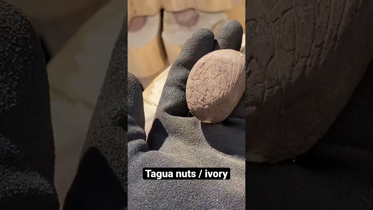 Tagua Nut/ South America&rsquo;s Vegetable Ivory (Vegan, Sustainable/ ivory/ wood turning ivory