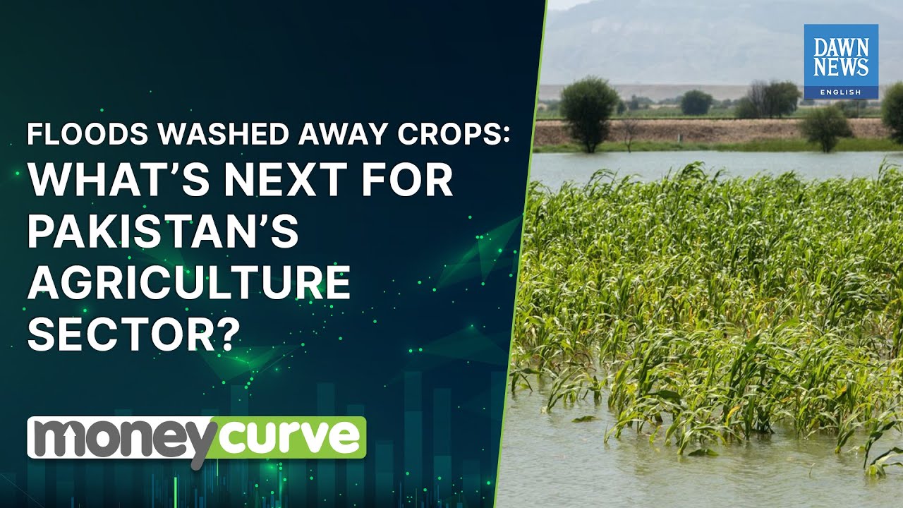 Flood washed away crops; what's next for Pakistan's agriculture sector? | MoneyCurve