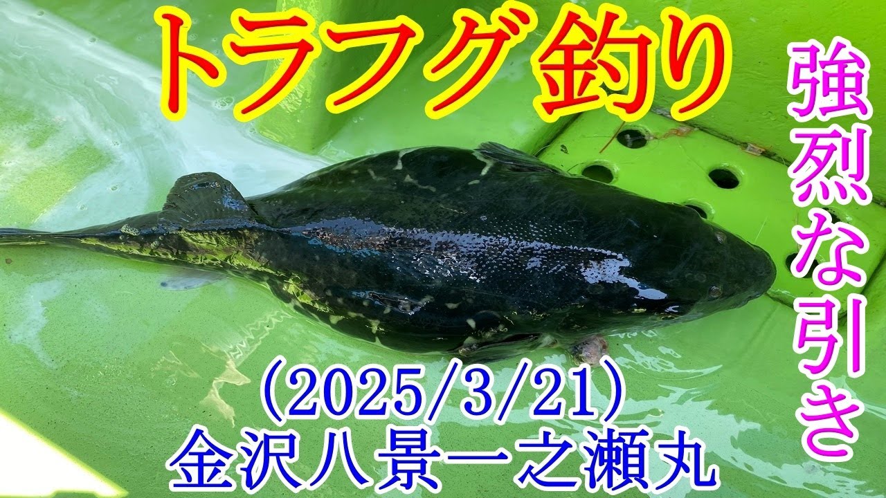 【2025年春トラフグ釣り】トラフグの釣り方と誘い方を検証！？