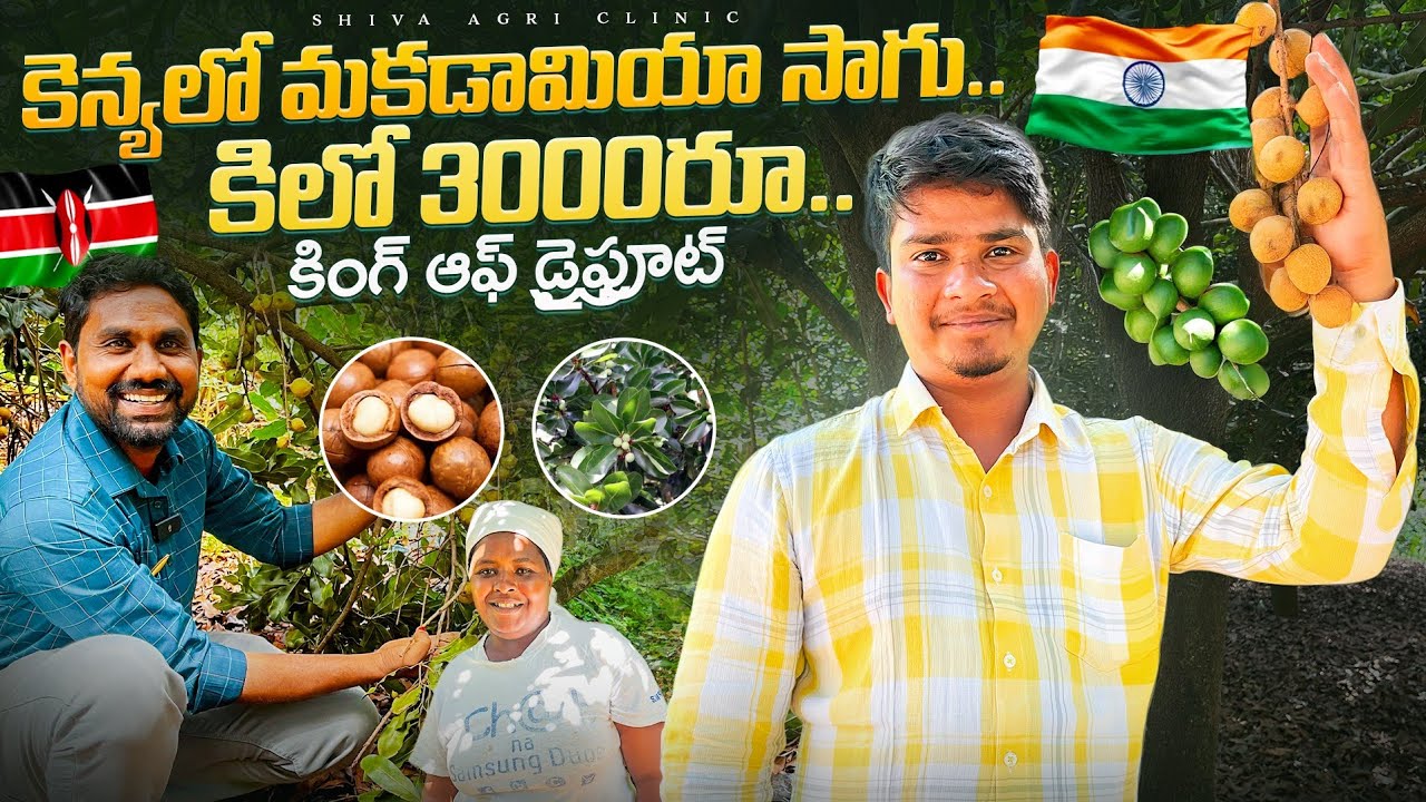 కెన్య లో మకడామియా సాగు | Macadamia Nut Farming In Kenya | Macadamia Nut In Telugu | Shiva AgriClinic