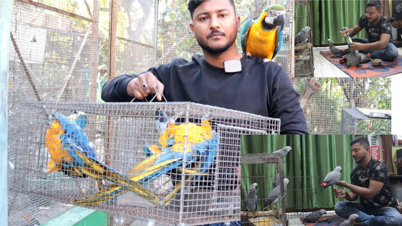 Amazing breeding of african grey parrot & blue gold macaw adult pair come to our aviary