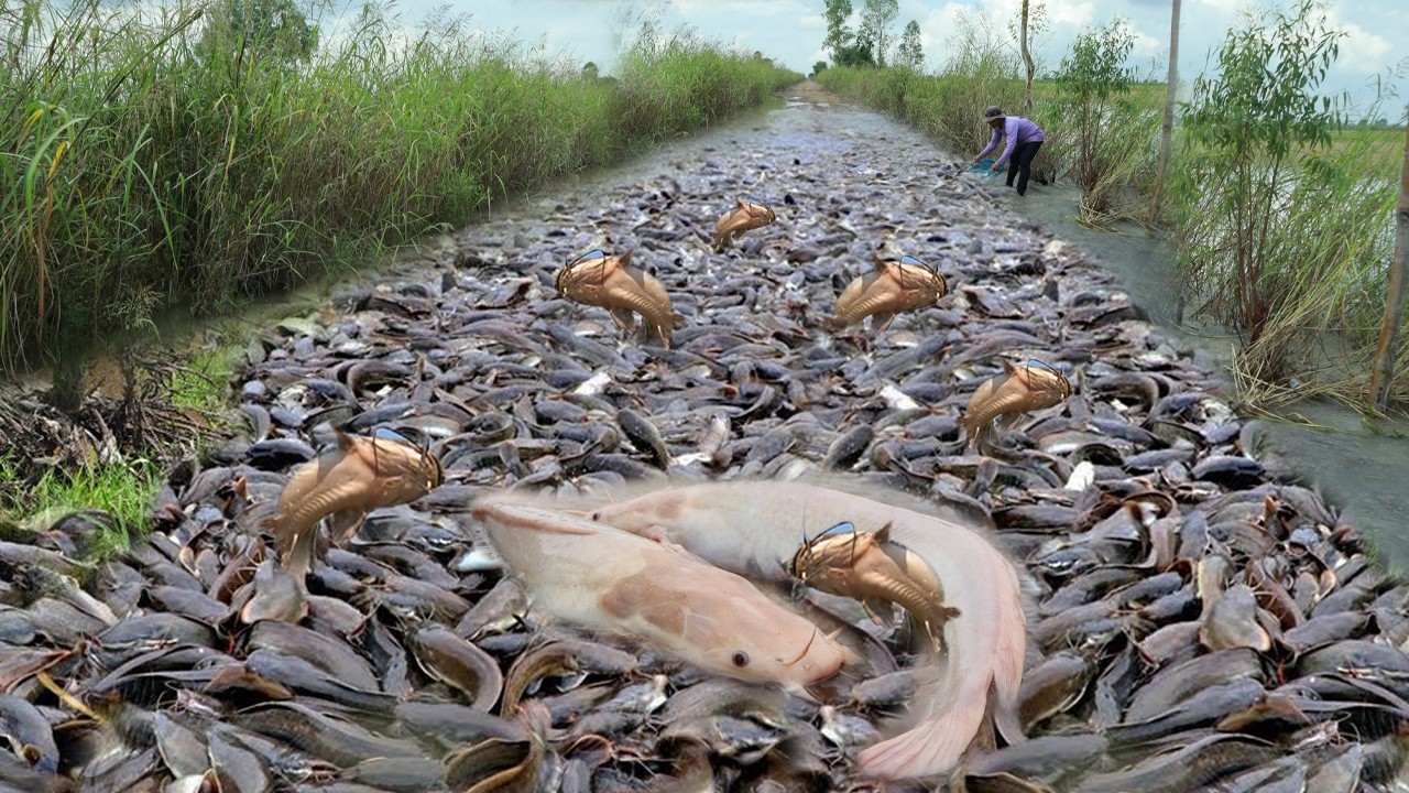 Unbelievable Fishing Day – The Canal Is FULL of Catfish!