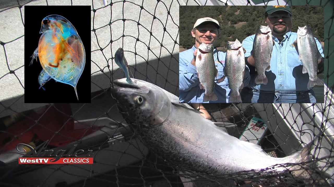 Angler West Classics #4 Shasta Lake Deep Water Salmon & Plankton Eating Trout