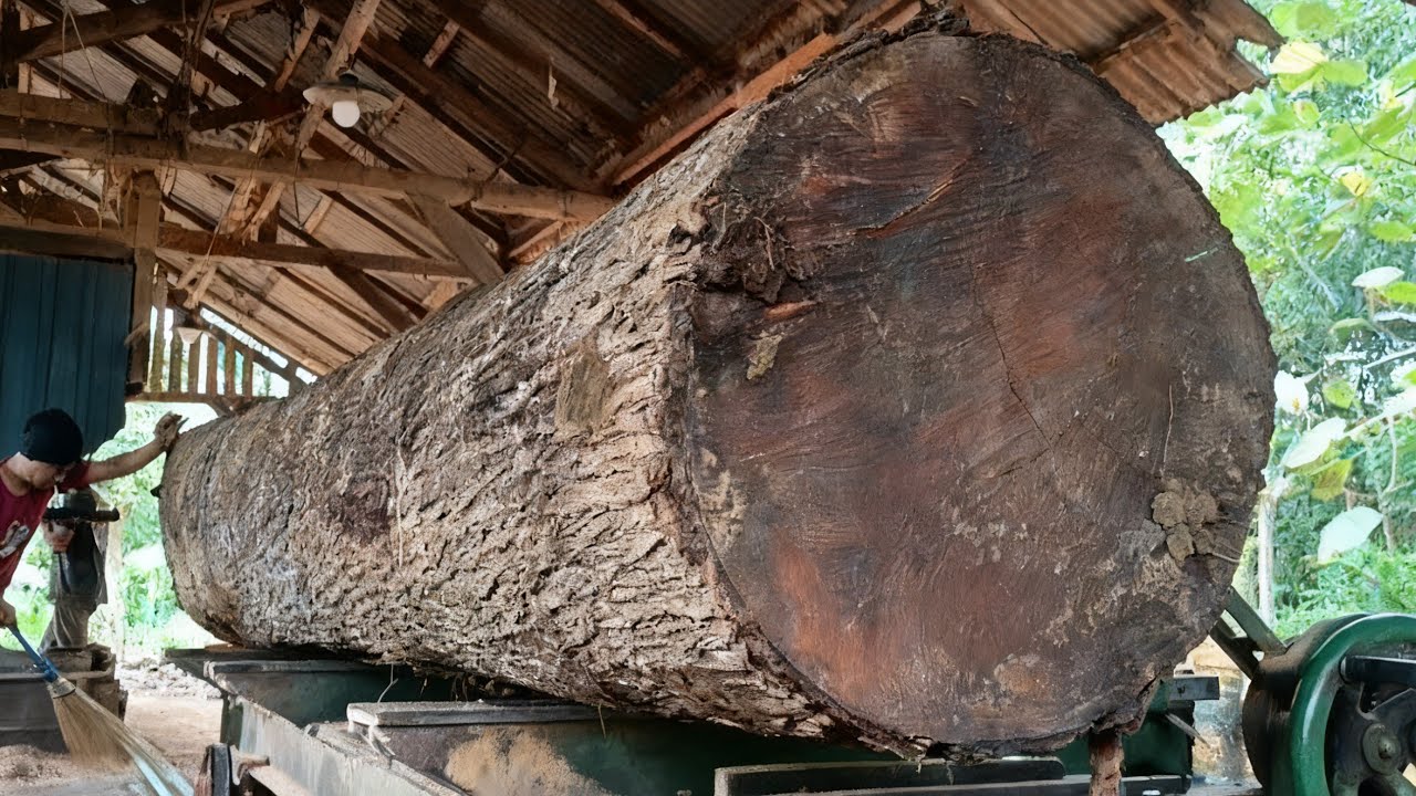 Monster mahogany sawmill produces special raw materials for furniture