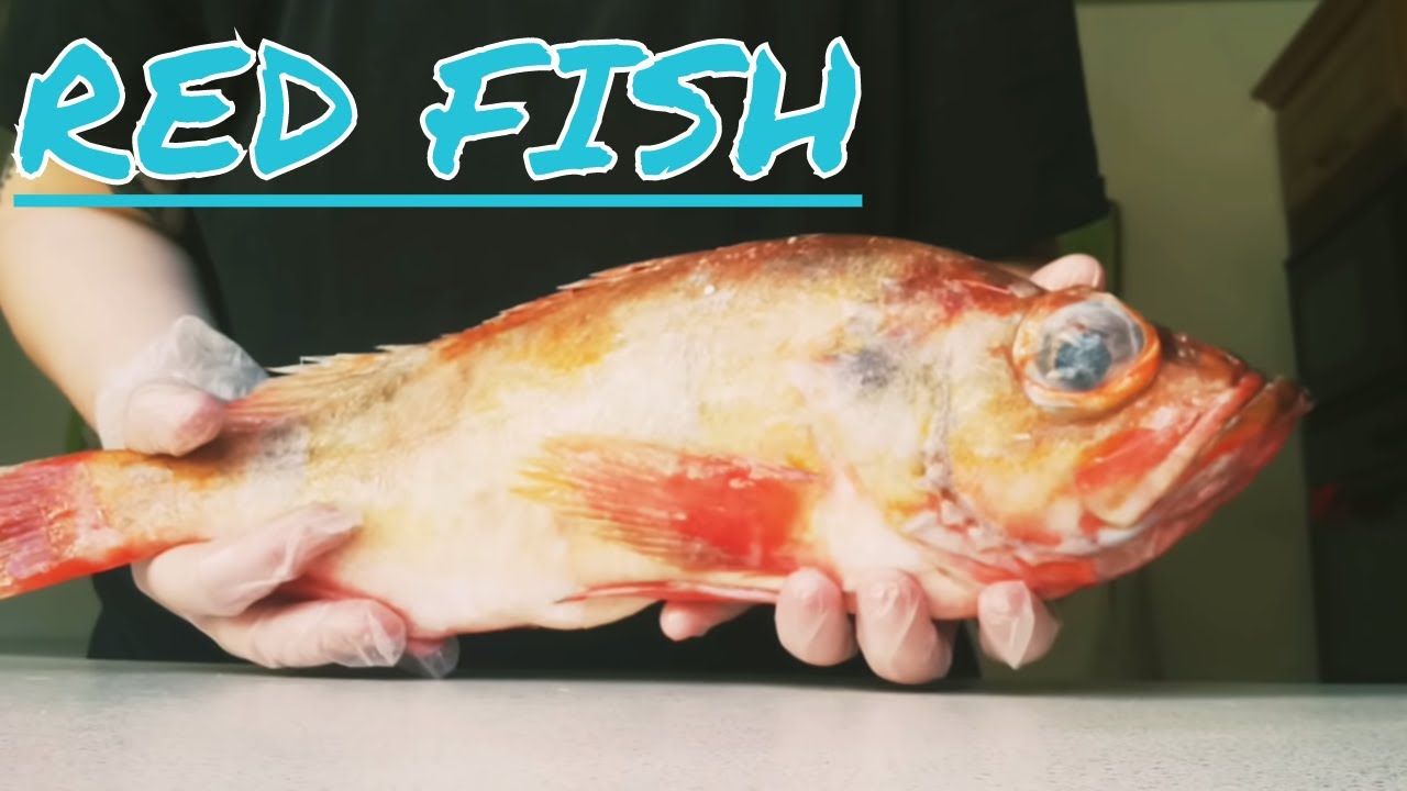 How to fillet a redfish/Norway Haddock