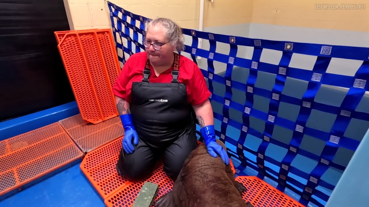 Staff Uki Memories: Jane Remembers Uki the Orphaned Walrus Calf's Admit