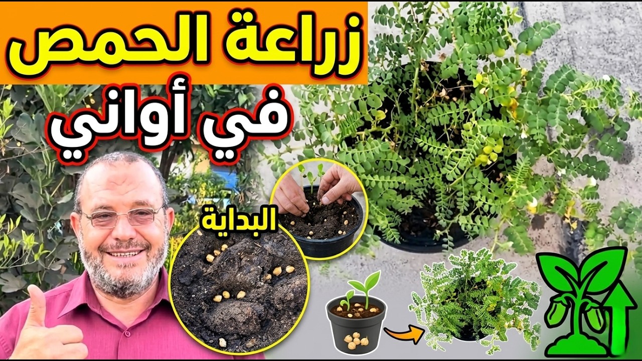 فكرة ناجحة لزراعة الحمص في إصيص ملف كامل من البذرة حتي الانتاج نصائح وارشادات .زراعته كنبات زينة