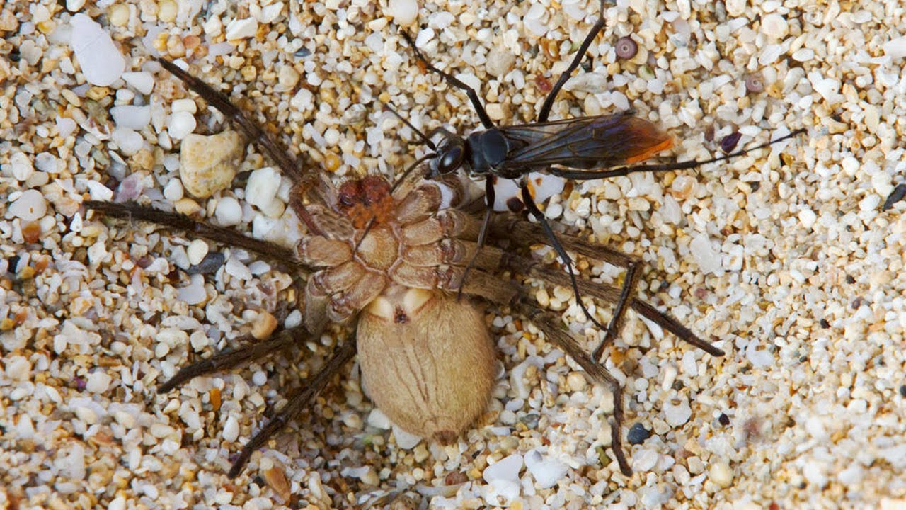 Spider vs Wasp in battle to the death!!!