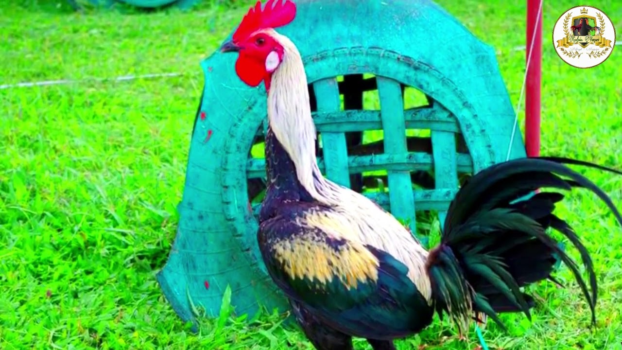 EL GALLO NAVAJERO PERUANO