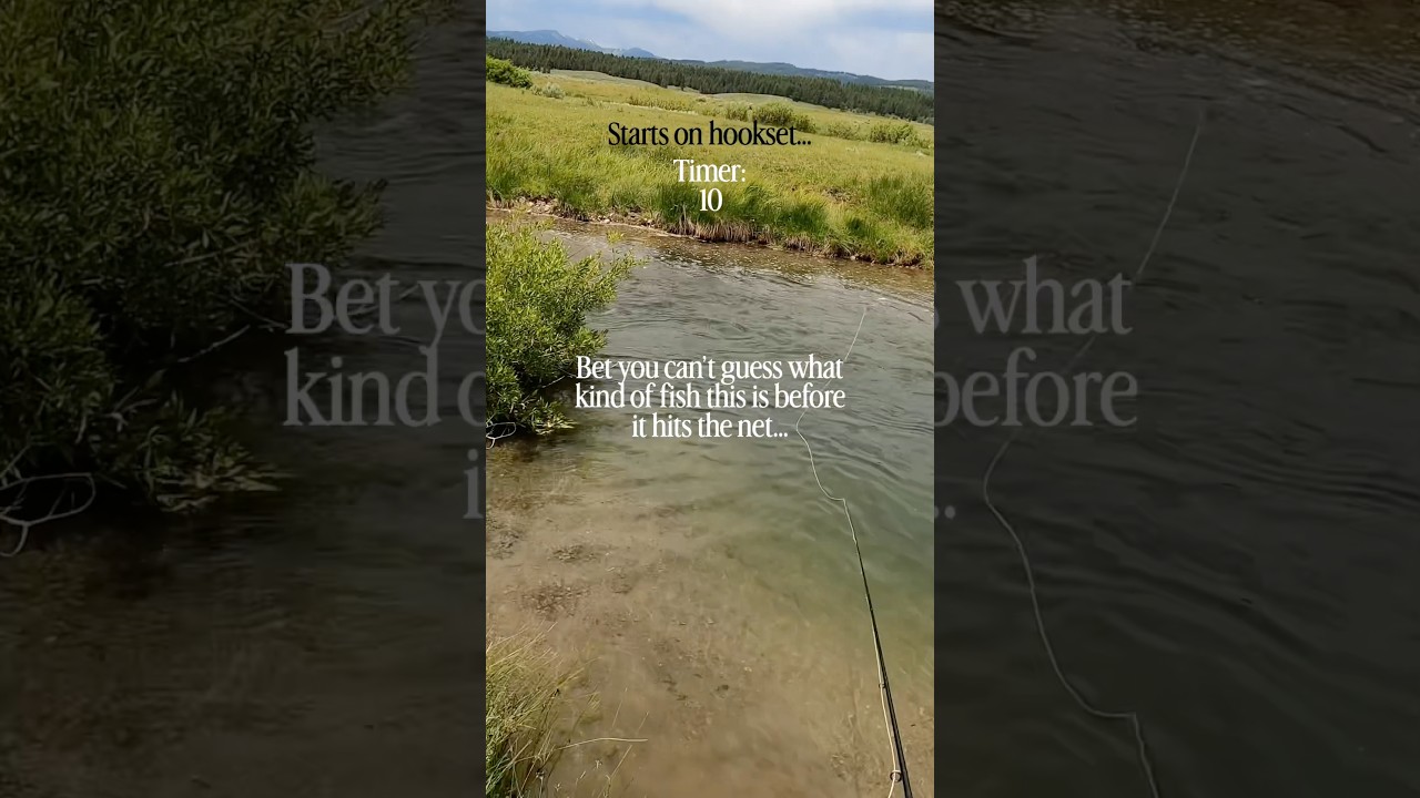 Can you guess this fish BEFORE it hits the net?