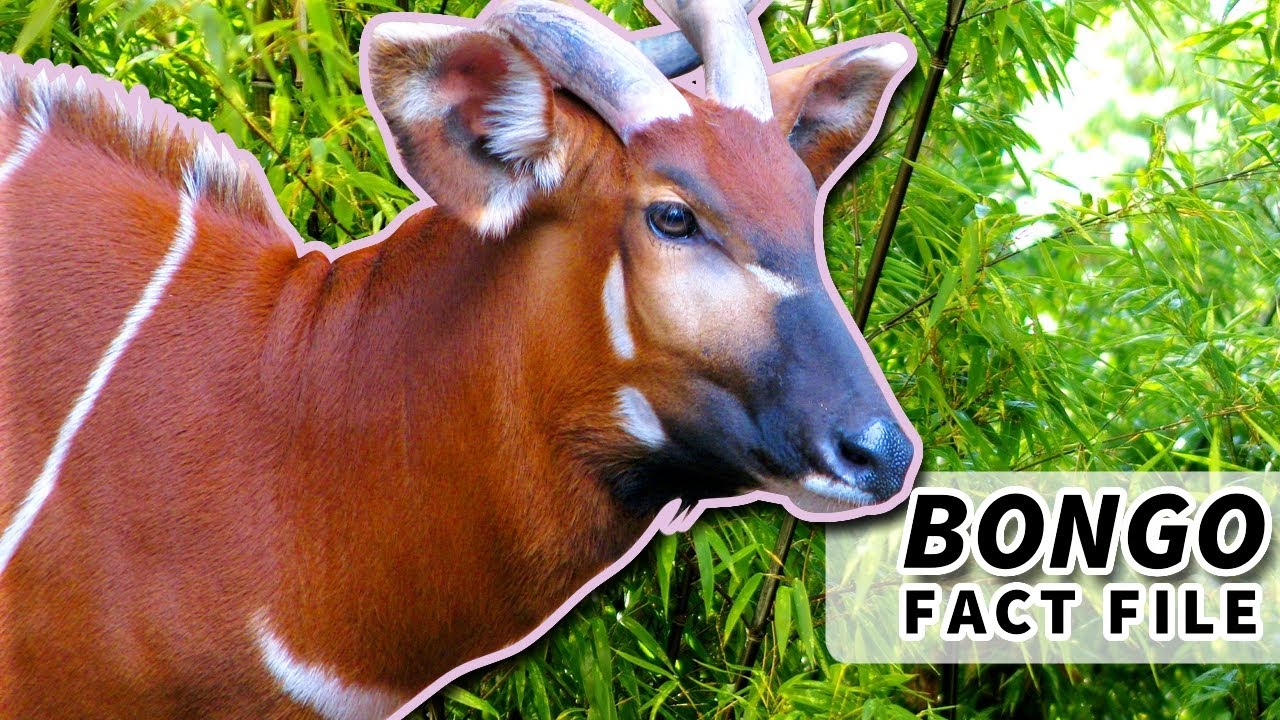 Bongo Facts: the LARGEST forest ANTELOPE | Animal Fact Files