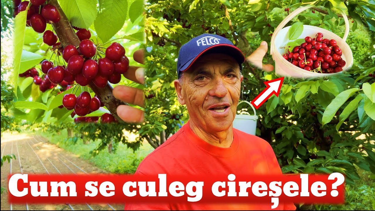 Stii sa culegi ciresele?
