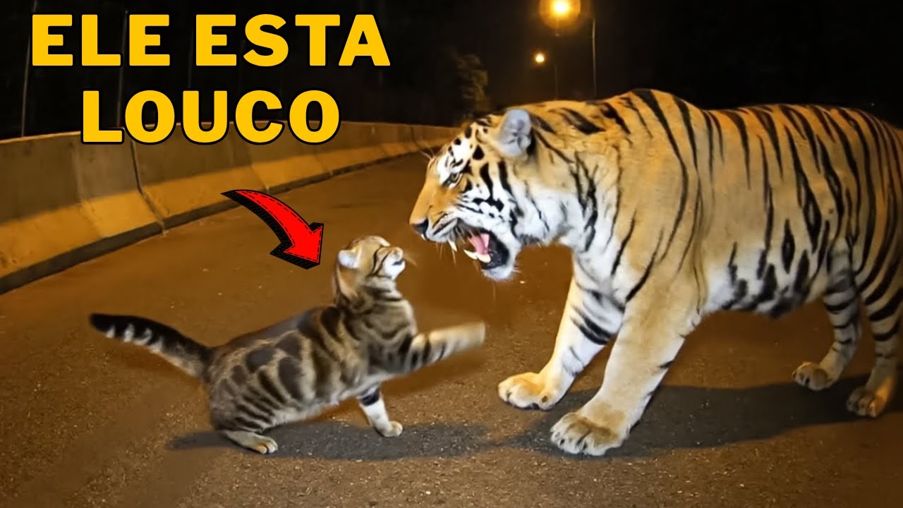 Furiosos Felinos: A Batalha Final com os Animais Selvagens!