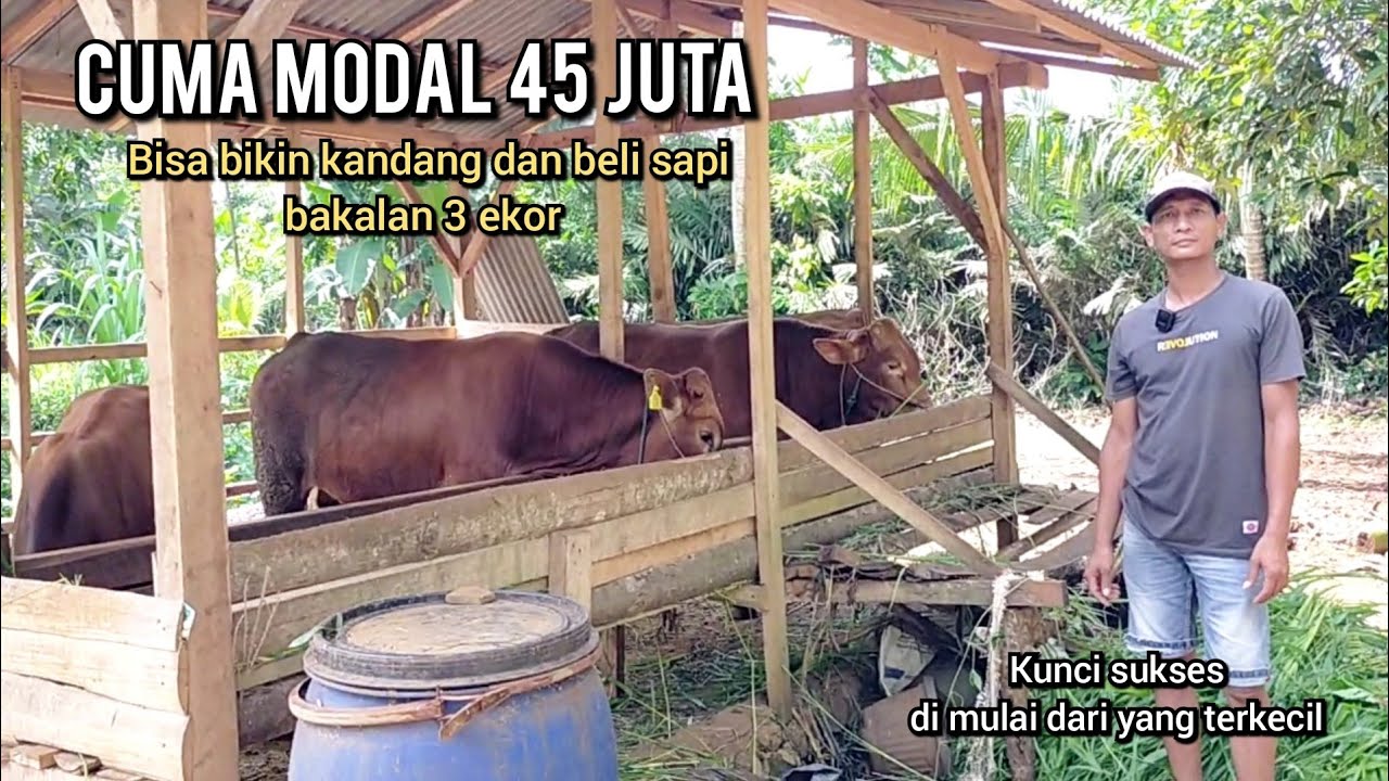 Penggemukan sapi modal 45 juta sudah dapat kandang + sapi 3 ekor