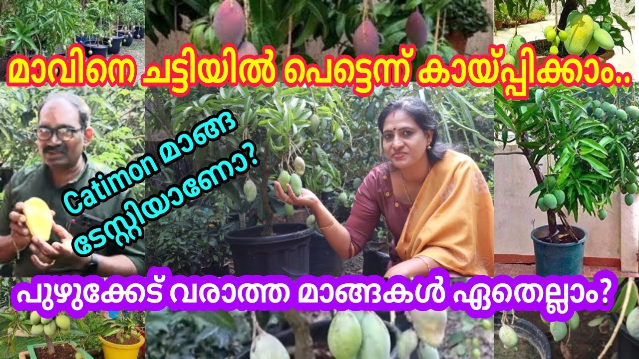 മാവിൻ തൈകൾ ചട്ടിയിൽ വച്ച് പെട്ടെന്ന് കയ്പ്പിക്കാം/പുഴുക്കേട് വരാത്ത മാങ്ങകൾ ഏതെല്ലാം? #mango #fruit