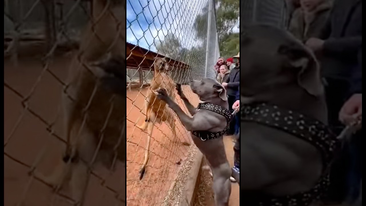 The dog thought it found a fight…the kangaroo thought differently.  Part 2?