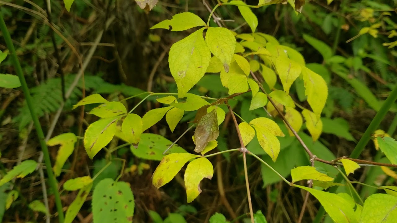 Japanese staphylea