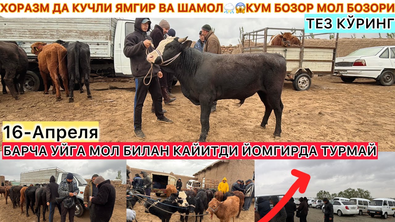 ХОРАЗМ ДА КУЧЛИ ЁМГИР ВА ШАМОЛ⛈️😱КУМ БОЗОР МОЛ БОЗОРИ 16-Апреля 2026 г.