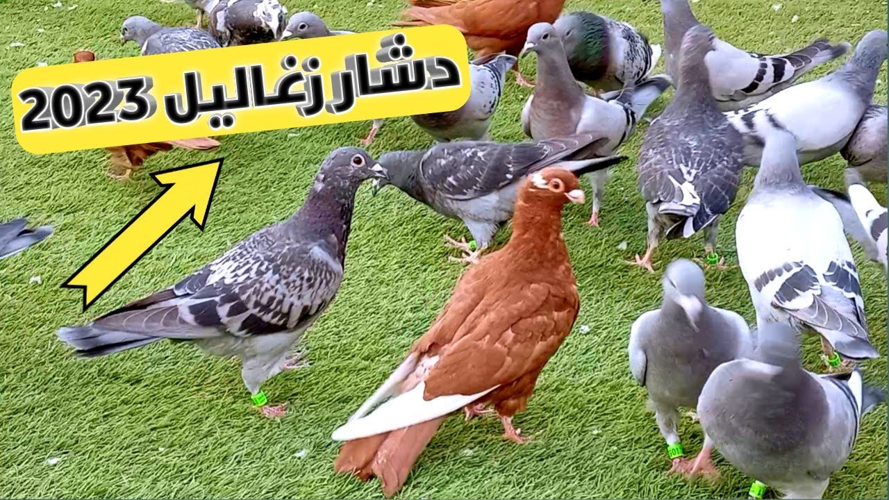معلومات هامه عن دشار الزغاليل الزاجل 2023 اول دفعه ما شاء الله اللهم بارك🥰