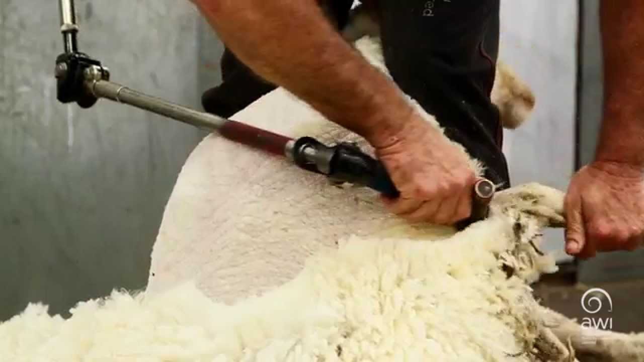 AWI Basic Wool Handling - Shearing
