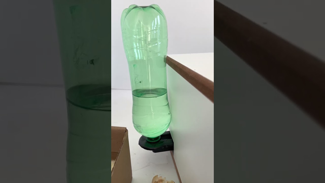 Chocadeira eclopinto - dicas para ter uma boa eclosão 🤠😊🤩