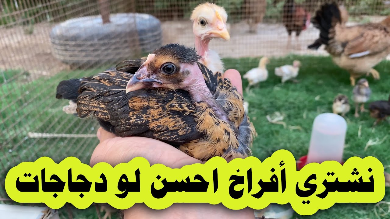 شنو الأفضل نشتري افراخ كتاكيت لو دجاج كبار