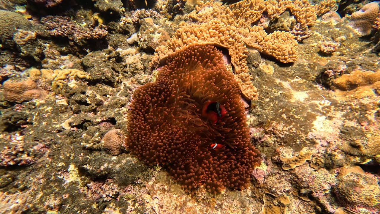 | Diving in Ishigaki Island - Okinawa, Japan |