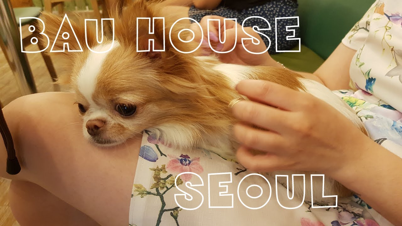 KOREA VLOG: СОБАЧЬЕ КАФЕ - САМОЕ МИЛОЕ МЕСТО НА ЗЕМЛЕ