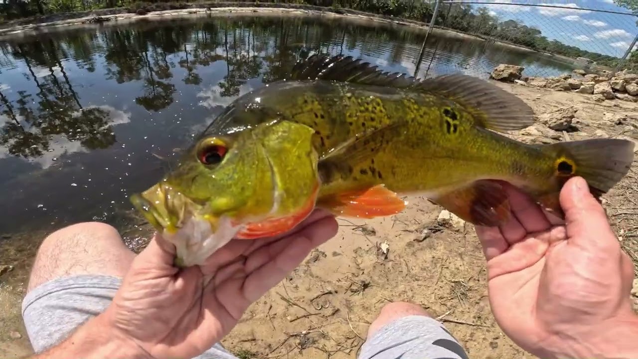 The Peacock Bass Were Hungry!