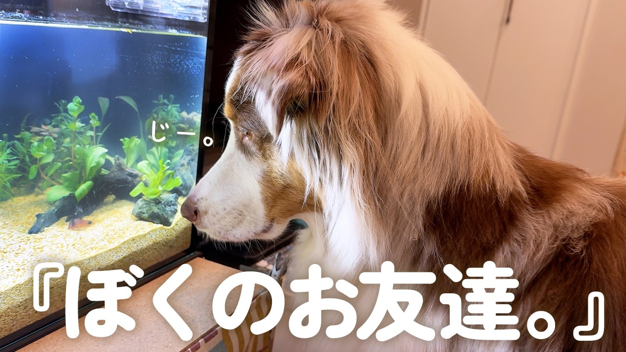 小さな魚を友達だと思っている大型犬が可愛すぎました…😂🐟【オーストラリアンシェパード・ボーダーコリー】