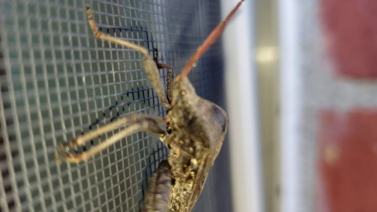 Assassin bug