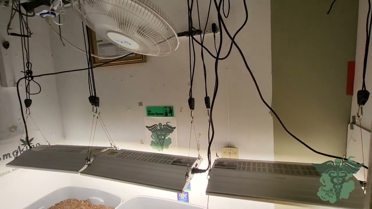 YEHSENCE YE-2000 LED White Widow auto grow
