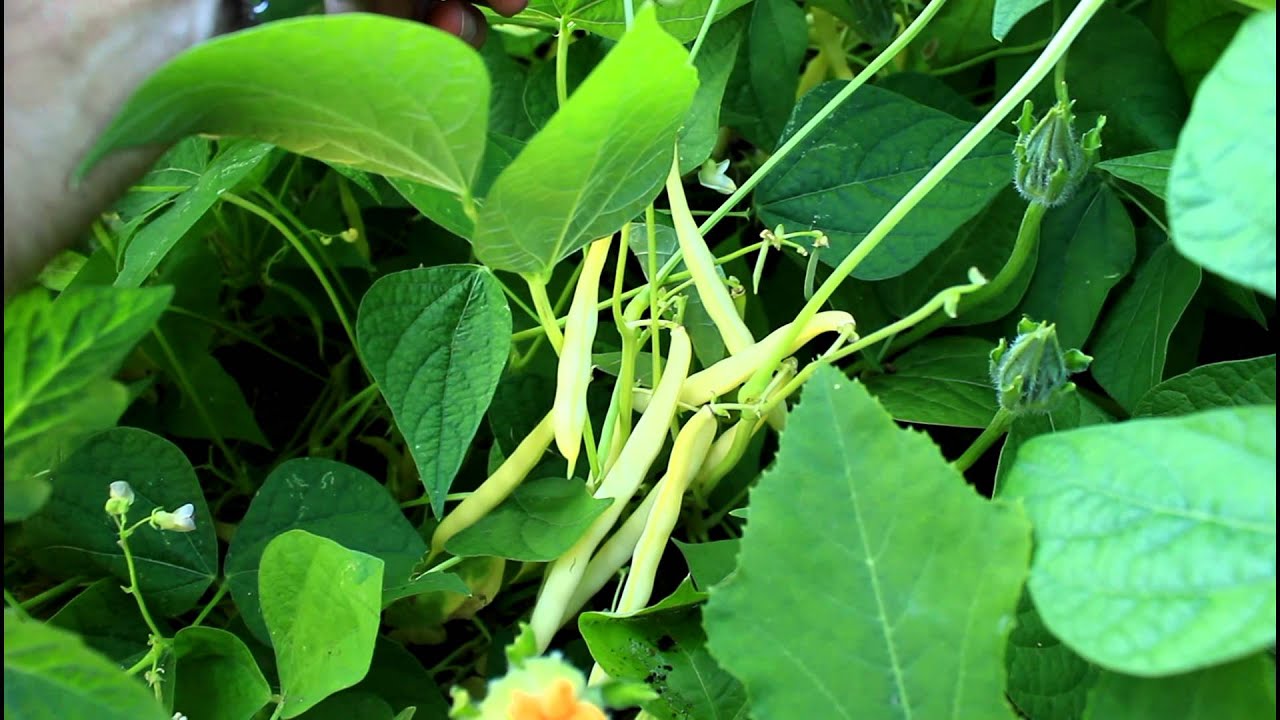 How to Garden: Bush vs Pole Beans - The Difference