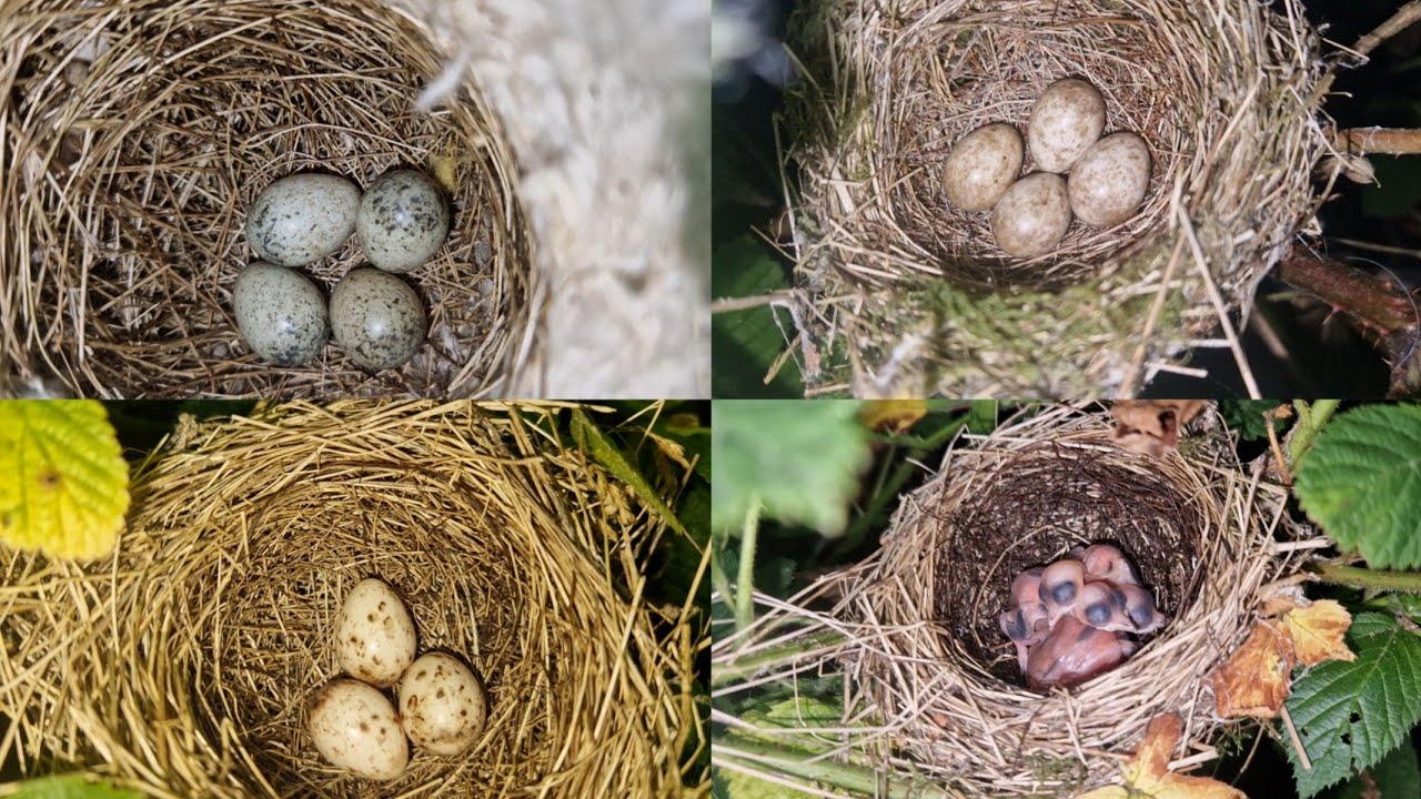 July Is For Warblers! Bird Nest Walk - Garden Warbler | Blackcap | Whitethroat and MORE!