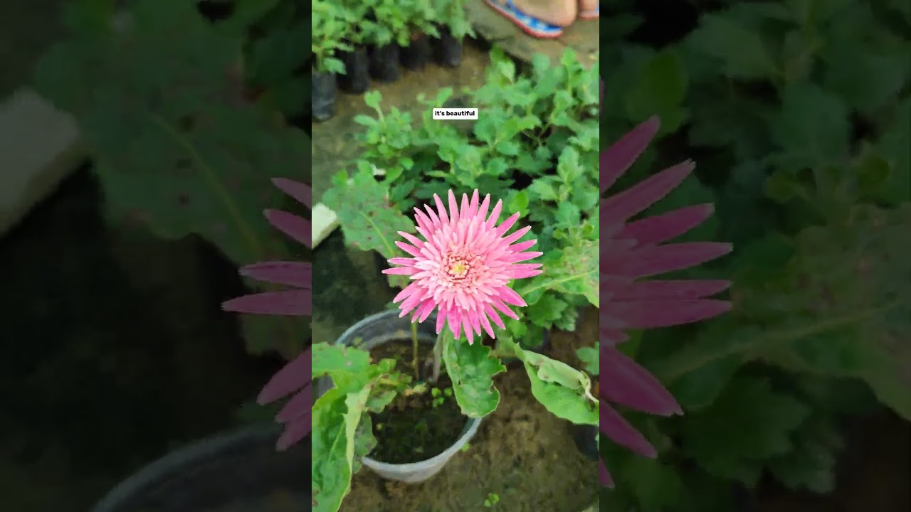 Greenary 🌍🌿.... #plants #greenary #ytshorts #nature