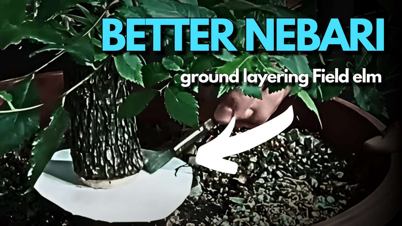 How to Ground Layer Elm Yamadori Bonsai for Better Nebari (Full Guide)