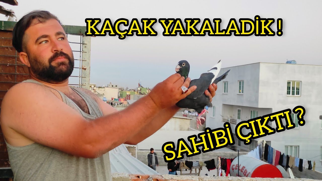 ÇILGIN SALO KAÇAK GÜVERCİN YAKALADI !