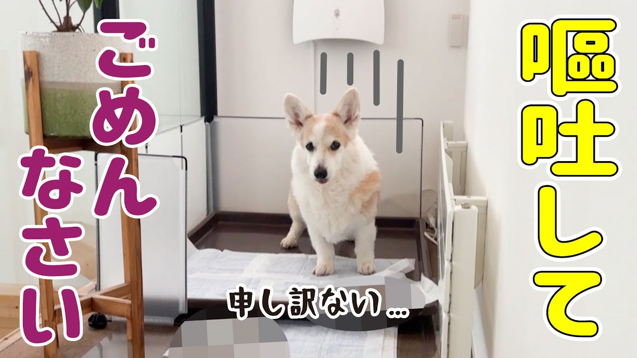 【大量嘔吐】片付ける飼い主を申し訳ない顔で見つめるコーギー