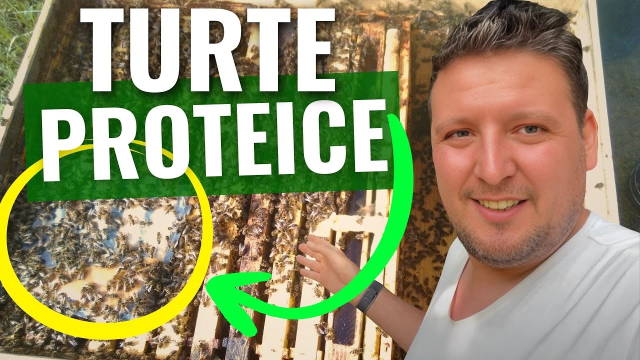 Adevărul Crud despre Turtele cu Înlocuitorii de Polen din Comerț