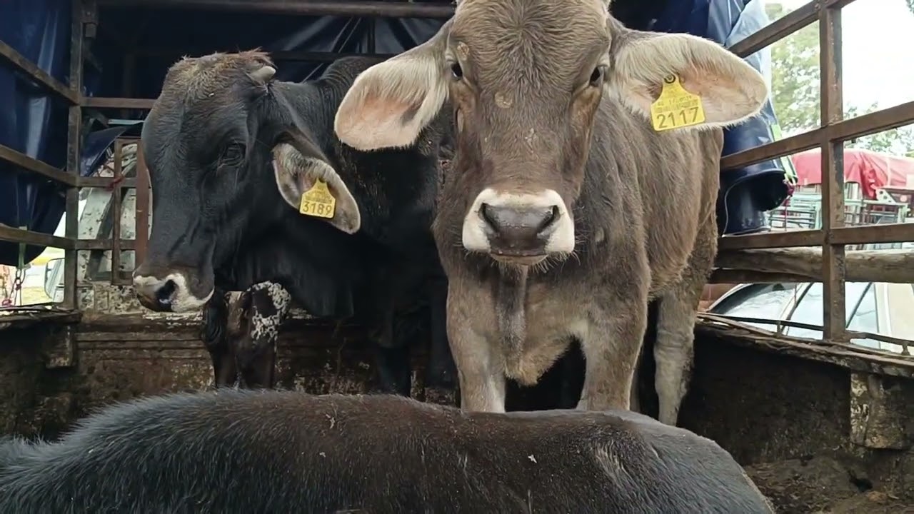 Tianguis de ganado estado de México becerros desde $3800 pesos 