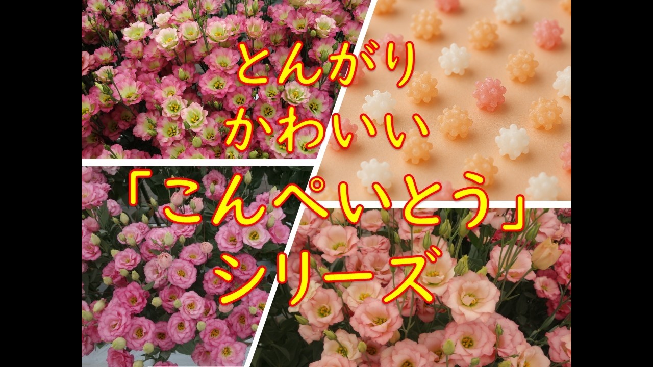 とんがりかわいい「こんぺいとう」シリーズ